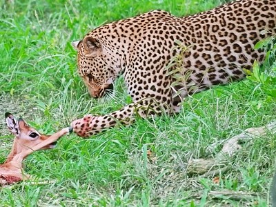 Nỗ lực cứu giúp linh dương impala của báo hoa mai và âm mưu hiểm độc đằng sau