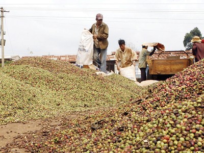 Giá cà phê có xu hướng tăng kể từ đầu năm 2023