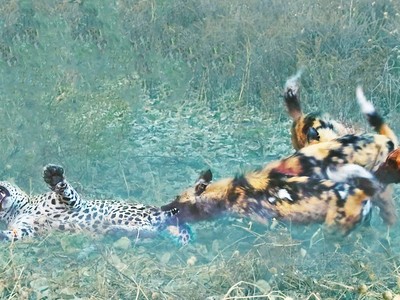 Cả một đời ân oán và màn báo thù tàn khốc của đàn chó hoang giáng xuống đầu báo đốm châu Phi