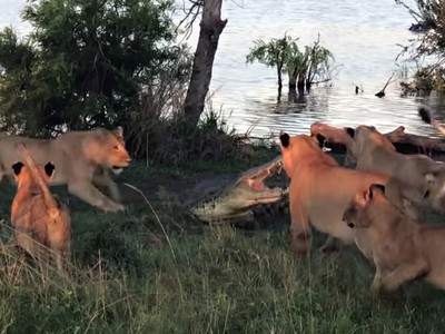 Bị dồn vào chân tường, cá sấu chúa bộc phát sức mạnh khủng khiếp phá nát thế bao vây của sư tử