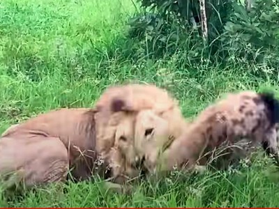 Linh cẩu "lạc lối" trong vòng tay của Vua sư tử