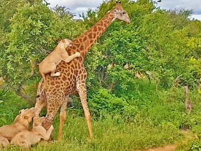 "Già gân" hươu cao cổ một mình quất năm con sư tử hung hãn