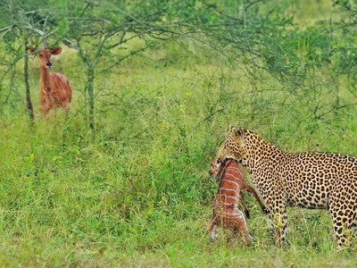 Chiến thuật "độc, lạ" giải cứu con của linh dương Nyala mẹ trước nanh vuốt của báo hoa mai