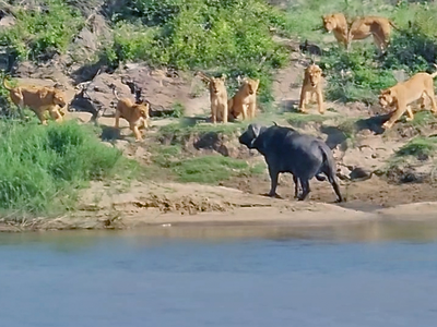 Pha xử lý quá đẳng cấp của chú trâu rừng châu Phi khiến đàn sư tử chưng hửng