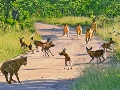 "Mưu hèn kế bẩn" như linh cẩu, mượn sức của vua sư tử để tiêu diệt kẻ thù