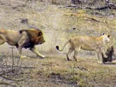 Pha xử lý cồng kềnh của sư tử đực khiến cả đàn phải mất ăn