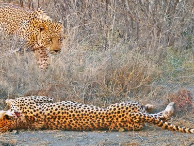 Báo hoa mai "làm thịt" báo săn