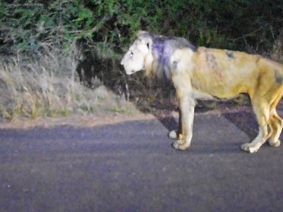 Những hình ảnh cuối cùng đáng kinh ngạc của chiến binh sư tử huyền thoại tuổi đã về già