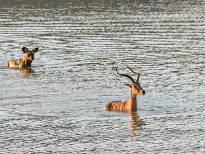 Lý do chó hoang là loài động vật săn mồi có tỷ lệ thành công cao nhất