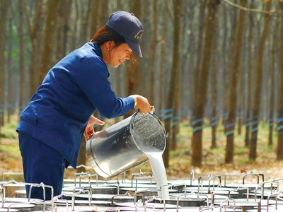 Nhu cầu tiêu thụ cao su được kỳ vọng sẽ tăng trong nửa cuối năm 2023.