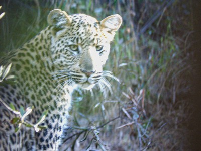 Cuộc chạm trán đầy bất ngờ với báo hoa mai và bài học "xương máu" đối với khách du lịch