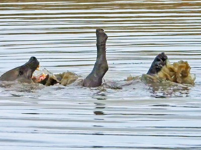 Khách du lịch "trợn tròn mắt" khi lần đầu chứng kiến một con linh cẩu biết bơi ngửa