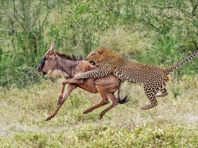 Nỗ lực hơn 3 tiếng đồng hồ và cái kết "ngọt ngào" dành cho báo hoa mai