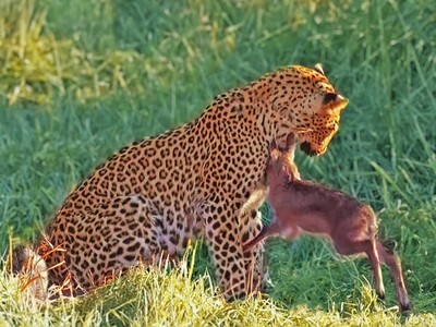 Nỗ lực sinh tồn bất thành của chú linh dương bé nhỏ trước "cái bóng" báo hoa mai quá lớn