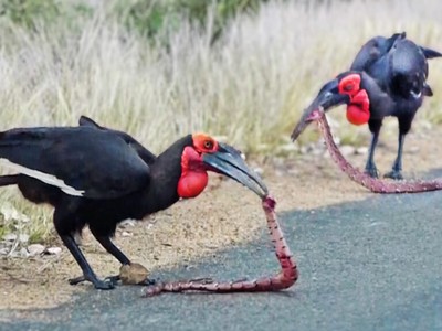 Đang hân hoan trong "vũ điệu" giao phối, cặp đôi rắn hổ mang bị kẻ thù bất ngờ tập kích