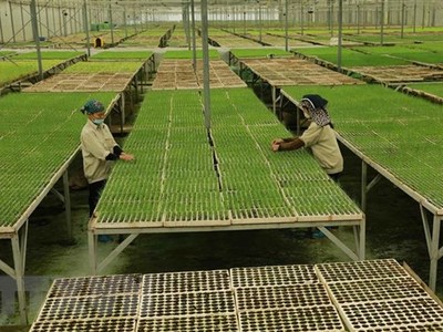 Sản xuất cây giống theo mô hình nông nghiệp công nghệ cao. (Ảnh: Vũ Sinh/TTXVN)
