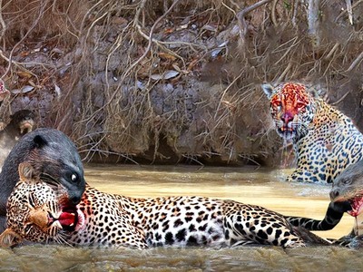 Tưởng dễ xơi, báo đốm bị rái cá khổng lồ "vả" cho không trượt phát nào