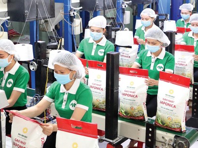 Giá gạo xuất khẩu đang ở vùng đỉnh hơn 2 năm qua