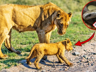 Thấy con bước đi cà nhắc, sư tử mẹ phát hoảng sau khi phát hiện ra sự thật đáng sợ