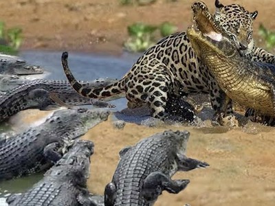 Bảo vệ miếng mồi ngon, báo hoa mai quyết chiến cùng lúc với 3 con cá sấu to lớn