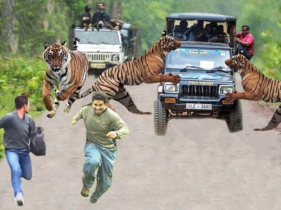 Khách du lịch cố tình quay chụp một chú hổ bengal "hướng nội" và cái kết kinh hoàng sau đó