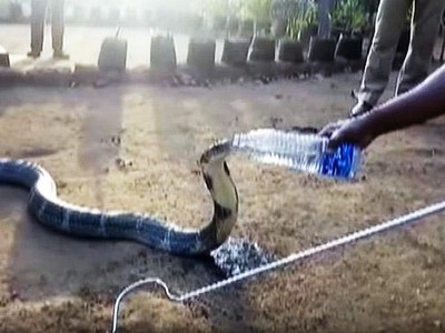 Độc lạ Ấn Độ, người đàn ông cho rắn hổ mang chúa uống nước bằng chai