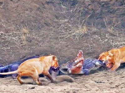 Cá sấu khổng lồ ngang ngược, "không làm mà vẫn muốn ăn"