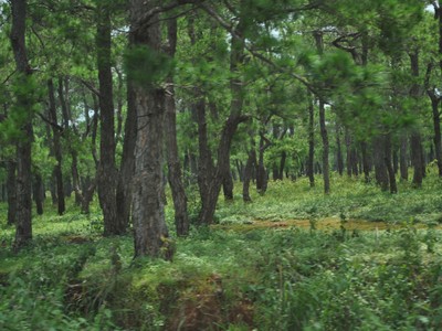 Rừng thông do Công ty cổ phần Hà Phong quản lý bị khoan lỗ, đổ hóa chất