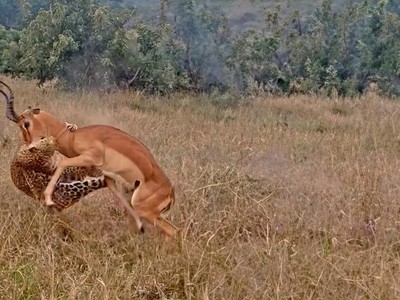 Chiến thuật nằm im chờ "tình yêu" tới của báo hoa mai