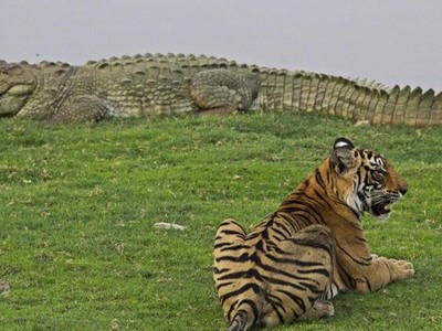 Hổ rừng đói quá làm liều và màn đáp trả cực gắt của "ông vua đầm lầy" cá sấu khổng lồ