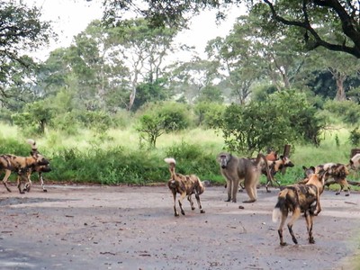 Bị đồng đội bỏ rơi, một mình "chiến thần" khỉ đầu chó chấp hết đàn chó hoang hung dữ