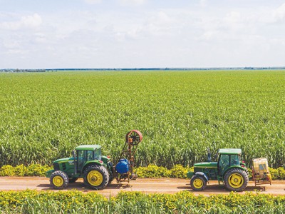 Nhiều doanh nghiệp mía đường ghi nhận lợi nhuận đột biến trong quý II/2023.