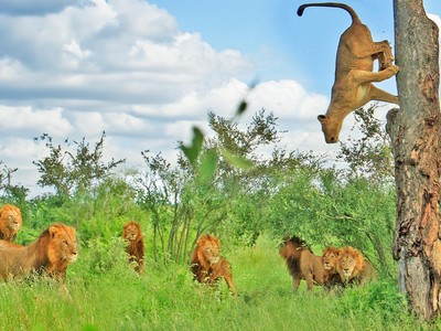 "Cô nàng" sư tử nóng bỏng bị 7 anh chàng sư tử đực theo đuổi phải nhảy lên cây chạy trốn