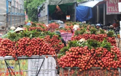 Liên kết 4 nhà, liên kết vùng miền: Có phải vẫn đẩy việc khó cho nông dân?