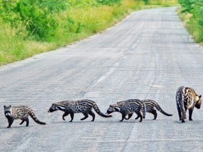 Đoàn khách du lịch đứng hình trước cảnh tượng hiếm gặp