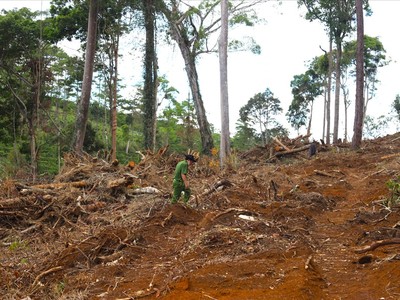 Công ty cổ phần Cao su Bảo Lâm phải giải trình việc mất 85,37 ha rừng