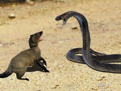 Cảm thấy cuộc sống quá tẻ nhạt, loài động vật chỉ to bằng mèo nhà tìm đến rắn hổ mang để "va chạm"