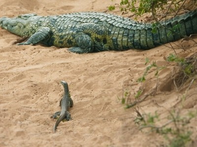 Ma lanh như kỳ đà, "cắn trộm" cá sấu ở tận trong ổ
