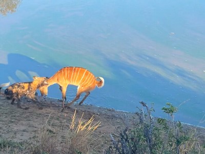 Bị dồn đến đường cùng, linh dương quyết tâm "đồng quy vu tận" với chó hoang và cái kết bất ngờ