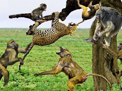 Ảo tưởng sức mạnh, chú báo hoa mai suýt phải trả giá đắt