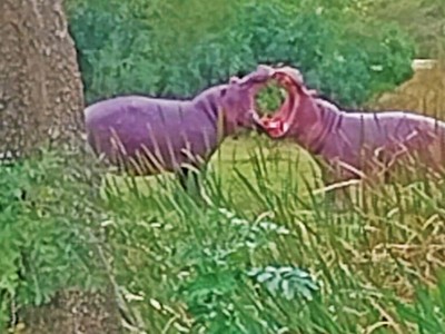 Hai chú hà mã biến sân golf thành đấu trường sinh tử