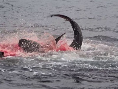 Pha săn mồi nhanh, gọn, dứt khoát của cá mập Galapagos "nhuộm đỏ" cả một góc đại dương