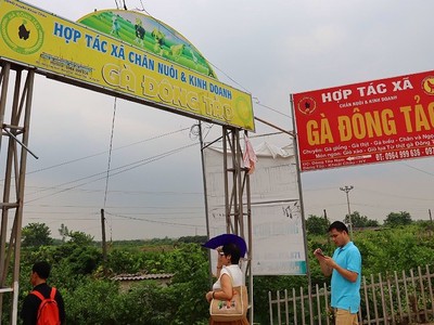 Hợp tác xã chăn nuôi và kinh doanh gà đông tảo tại Hưng Yên.