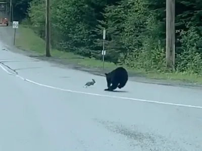 Gấu đen đua tốc độ cùng thỏ non và cái kết giới chuyên gia cũng phải bất ngờ