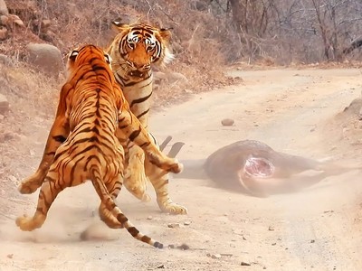 Hổ Bengal tưởng vớ được món quà ai dè lại gặp tai họa