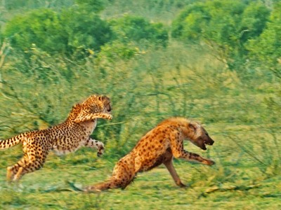 Linh cẩu đua tốc độ cùng "vua tốc độ" châu Phi