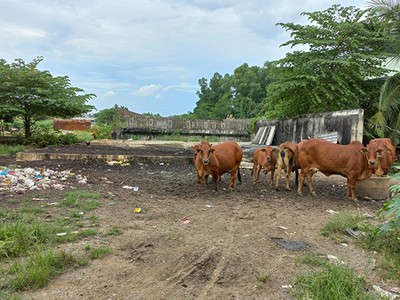 Đường vành đai 2, TP.HCM đoạn từ đường Phạm Văn Đồng đến nút giao Gò Dưa đang thi công dở dang thì tạm dừng từ tháng 3/2020 đến nay. Công trường dự án giờ đây trở thành nơi chăn thả gia súc - Ảnh: Lê Quân