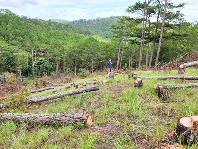 Lâm Đồng dừng chấp thuận chủ trương đầu tư các dự án liên quan đến rừng