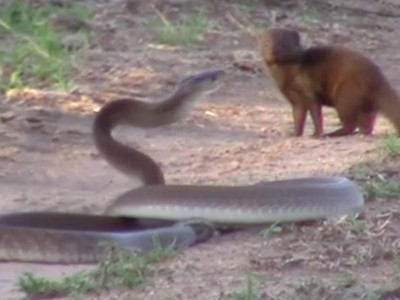 Loài động vật có biệt danh "cỗ quan tài di động" cũng phải vẫy tay chào thua trước sự bất cần của cầy mangut