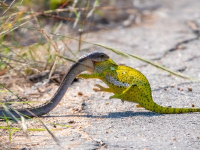 Loài rắn sở hữu chất độc khủng khiếp nuốt chửng tắc kè hoa